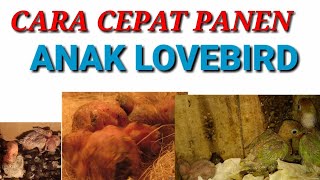 CARA TERNAK LOVEBIRD CEPAT PANEN