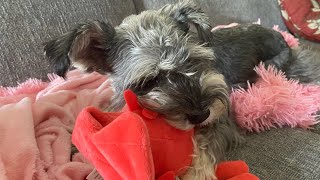 3 Things I Love about my Schnauzer