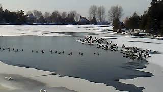 The geese that missed their southern flight by ilovetobamom 164 views 4 years ago 40 seconds