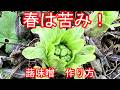 ふきのとう 蕗の薹 蕗味噌作り方