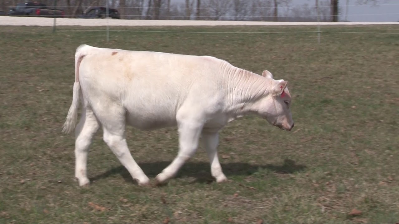 Ridder Farms March 2018 Tag 7210 YouTube