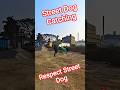 Unbelievable Moment 🤯😱💯#streetdogplanet44 #dog #shorts #ytviral #pets #animals