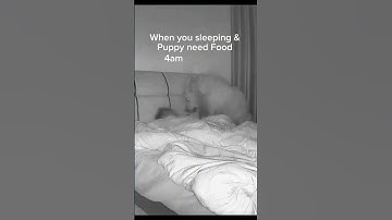 Puppy Slaps Owner With Bowl While Sleeping! 😱🤣🐶 #shorts