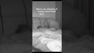 Puppy Slaps Owner With Bowl While Sleeping