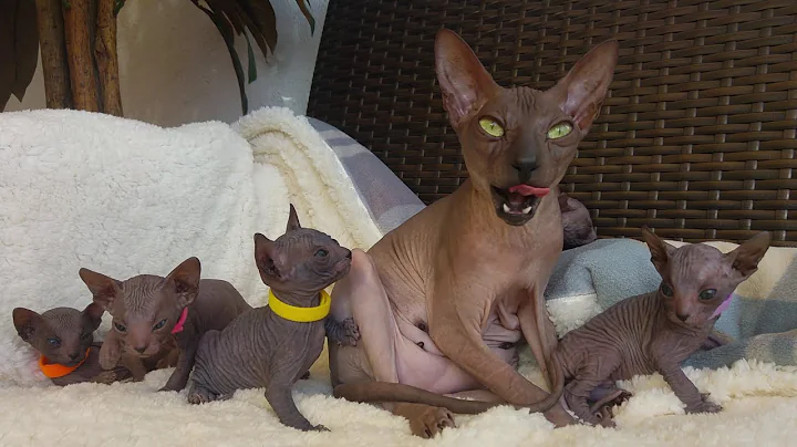 Watch the video about ASMR❗SPHYNX KITTENS Nursing and Purring 🍼😻 Lovely & Cute