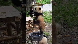 How would you rate my performance? #panda #cute #fypシ #viral #yuke #chongqingzoo #fun