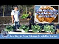 Best Way to Grow Cabbage in 5 Gallon Bucket