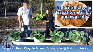 Best Way to Grow Cabbage in 5 Gallon Bucket