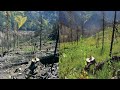Ecological Succession: The Journey from Disturbance to Balance