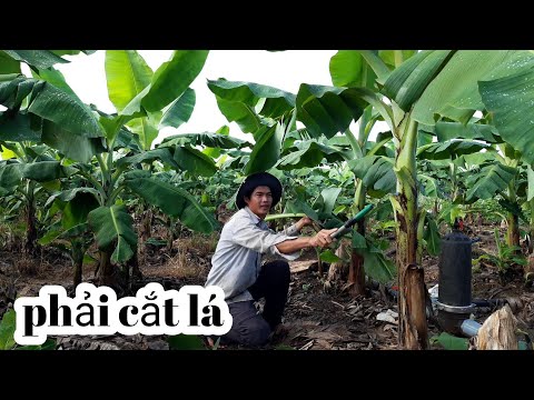 Video: Làm thế nào để trồng Clematis: 13 bước (có hình ảnh)
