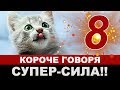 КОРОЧЕ ГОВОРЯ l СУПЕР СИЛА #8 [От первого лица] БЕЗДОМНЫЙ КОТЕНОК