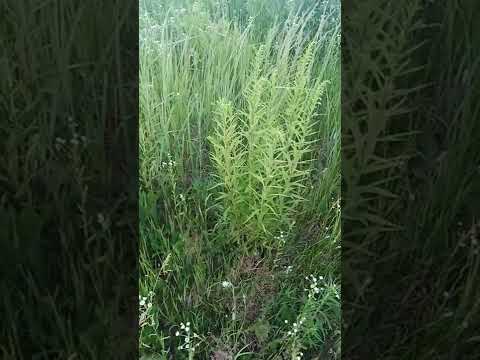 диверсия века: Амброзия