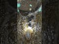 POV: Inside the World of a Fungus Gnat Larva 😱Tiny Cave Monster With Glowing Silk Threads 🕸️