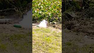 Happy Dipawali Masti Video 2023 Magic123.