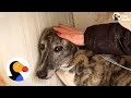 Rescued Greyhound Will Finally Know What Love Feels Like | The Dodo の動画、YouTube動画。