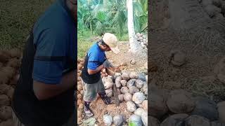 tappamate bawa ni 🐚 mengupas kelapa tua sambil dengerin lagu bugis