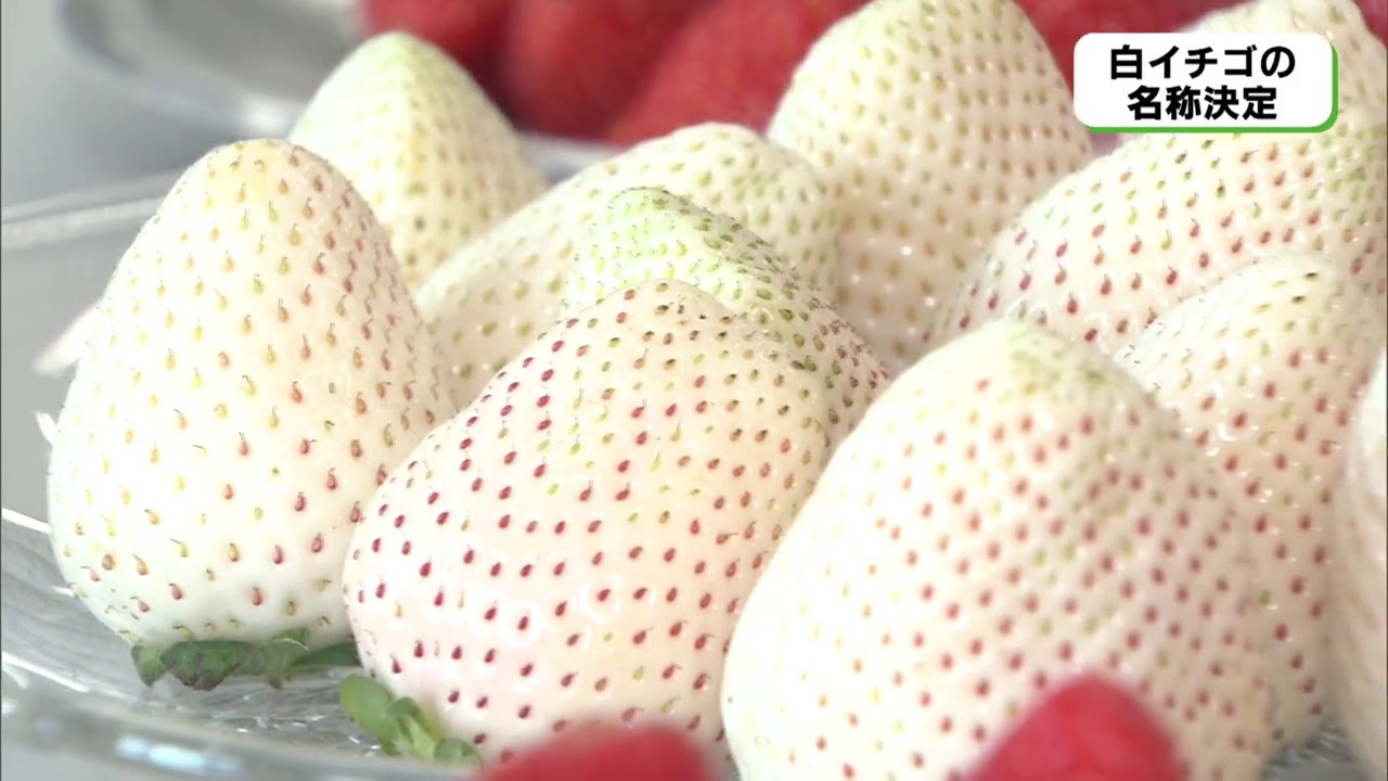 新品種の白いイチゴ 名は ミルキーベリー Youtube 新品種の白いイチゴ 名は ミルキーベリー Youtube