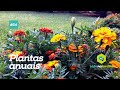 Conheça mais sobre as plantas anuais (11 tipos de plantas anuais)