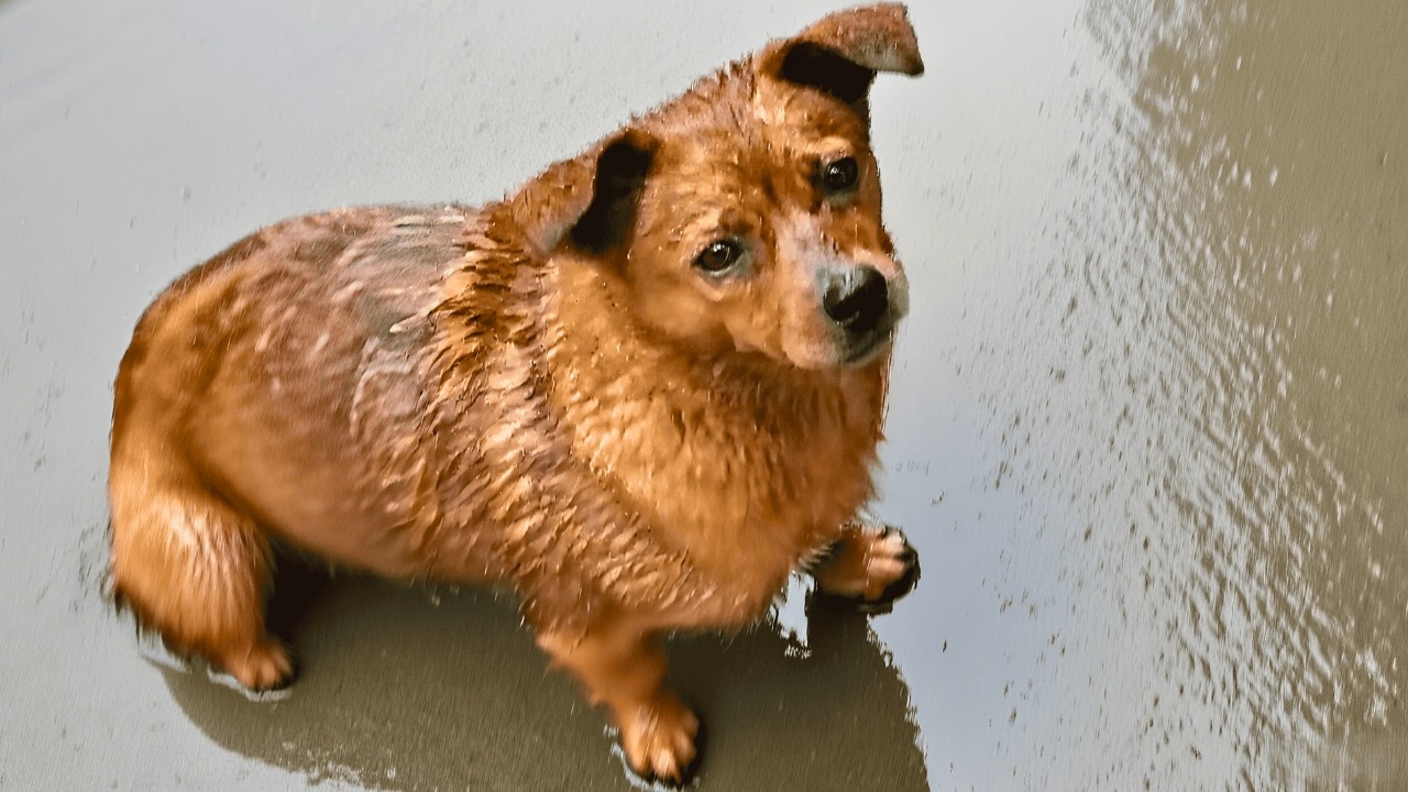 Ливень разрушил приют собаки. Щенки в ловушке, а она под дождём пришла за помощью.