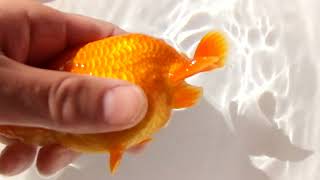 DSCF5784