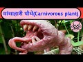 Animal Eating Plant | Pitcher Plant | True Fact About Pitcher Plant | carnivorous plant | danger
