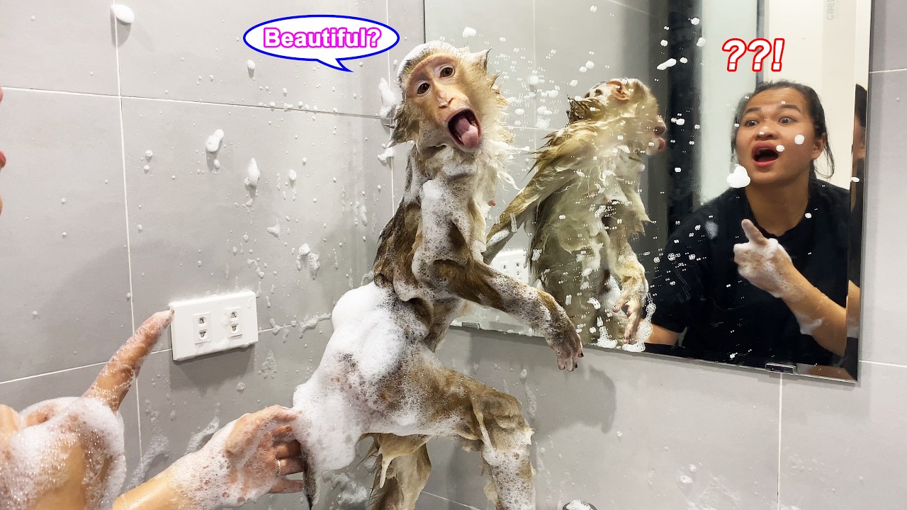 Это так смешно! Обезьянка Лили обнаружила, как забавно она выглядит в зеркале.