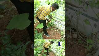 Vava Suresh Safely Removes Russell's Viper Trapped in Netting #vavasureshlatest #snakemaster