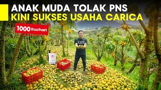 Tolak Jadi PNS, Memilih Jual Carica Dengan Modal 1 Juta, Sekarang Produksi 1000 Dus per Hari