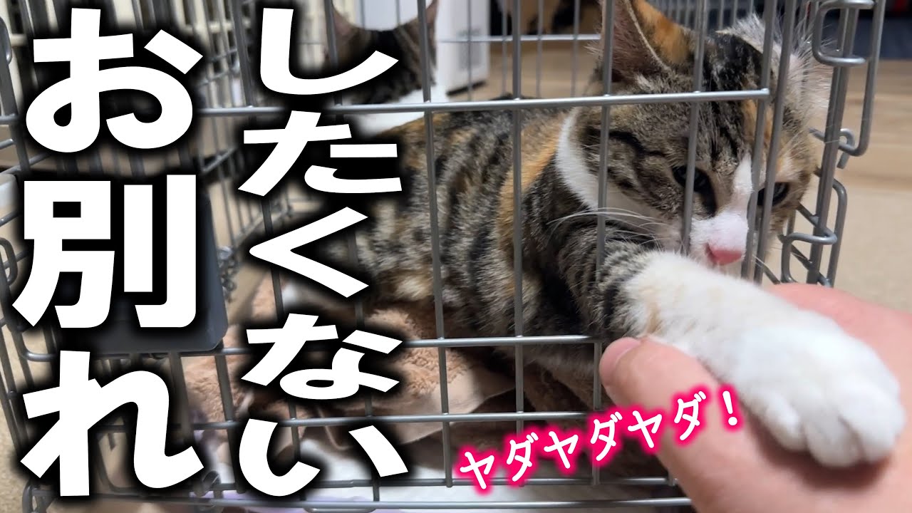 今年最後の子猫、里親へ行く直前になってたくさん鳴いちゃいました、ずっと元気でね