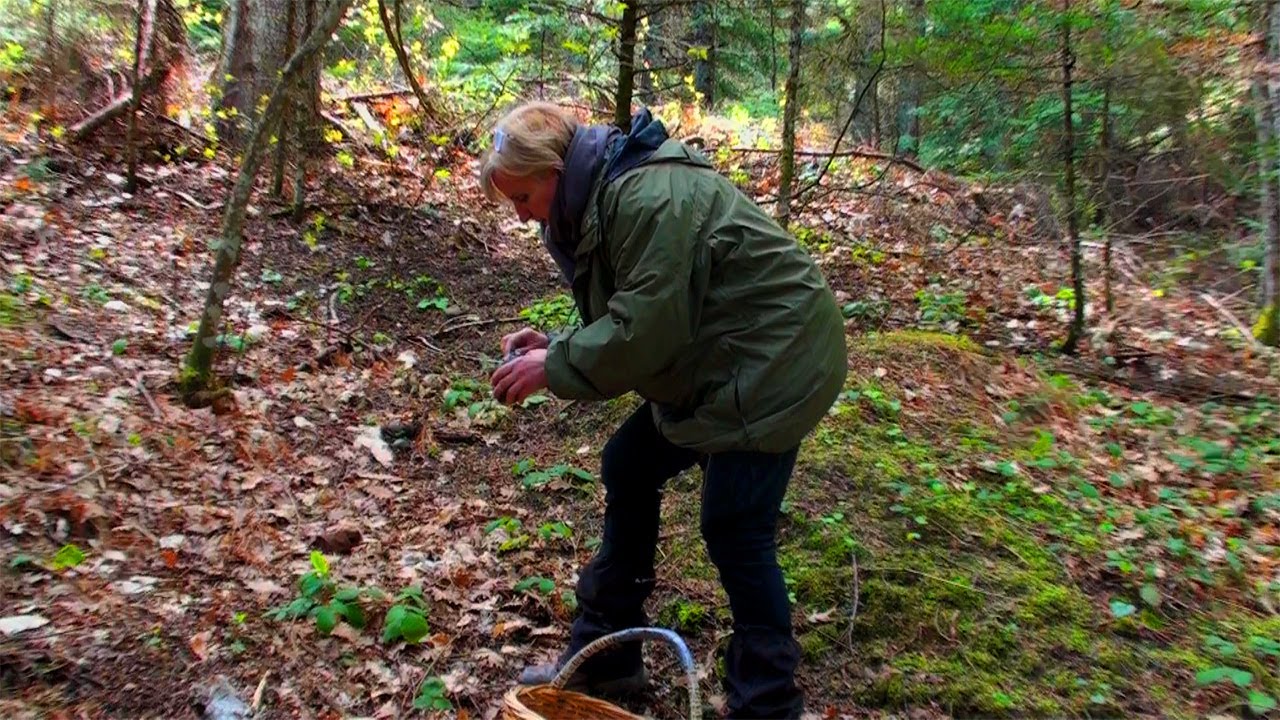 Μανιταροκυνήγι στη λίμνη Πλαστήρα - Mushrooms hunting at Plastira lake