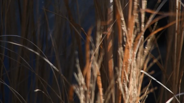 What Happens When Im Gone - a short film by Emily ...