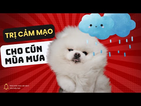 Video: 4 điều cần làm khi Pomeranian của bạn bị căng thẳng