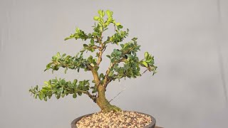 Transforming a Boxwood shrub into a bonsai tree