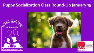 Puppy Socialization Class on January 15, 2024 by Animal Hospital of Statesville 43 views 3 months ago 3 minutes, 4 seconds