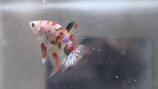 Amazing Betta Marble Candy Koi Dan Ruzel Paler Videography By Princess Serentas