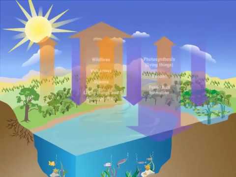 The Carbon Cycle