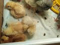 Пропаивание цыплят по методу Н. И. Золотухина 🐣🐤🐔помесные куры от кроссов 👀