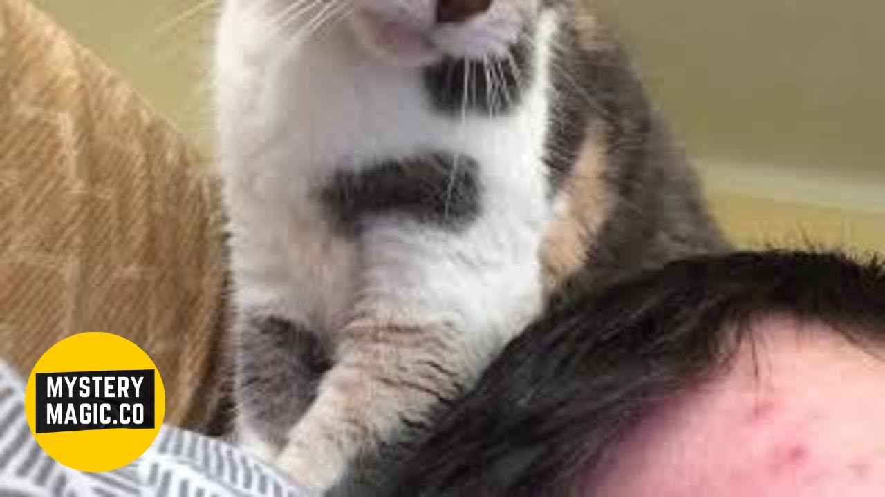 my cat won't let me sleep YouTube