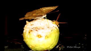 Common Baron Butterfly eating Guava by Saikat Adhurya