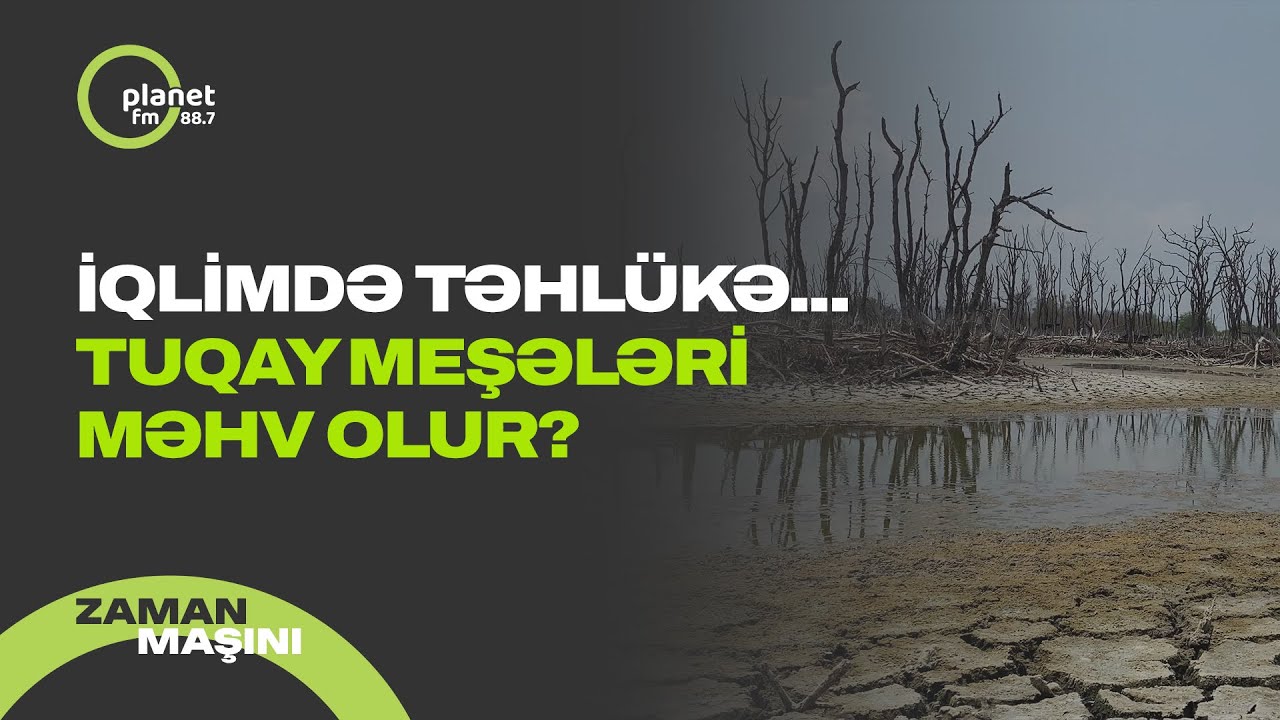 Ekskluziv açıqlama! - Tuqay meşələrini nə məhv edir? - Azərbaycan iqlimində iqlim dəyişikliyi