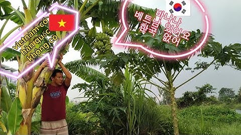 cây chuối ở hàn quốc không có 한국에는 바나나나무가 없어요There are no banana trees in Korea#HÀN_QUỐC_VÀ_VIỆT_NAM