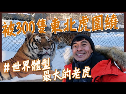 【牡丹江】世界上體型最大的老虎！被300隻東北虎圍繞！橫道河子虎林園