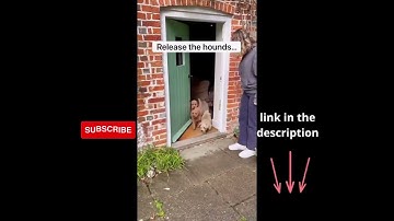 SwiftPaws Home Original Remote-Control Toy - For Dogs #shorts