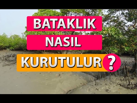 Video: Bataklık Değirmeni