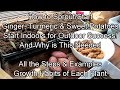 How & Why to Start Ginger, Turmeric & Sweet Potatoes Indoors: Growth Examples, Time Frames & More!