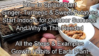 How & Why to Start Ginger, Turmeric & Sweet Potatoes Indoors: Growth Examples, Time Frames & More!