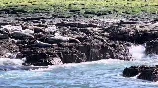 Seals on the Farne Islands March 2024