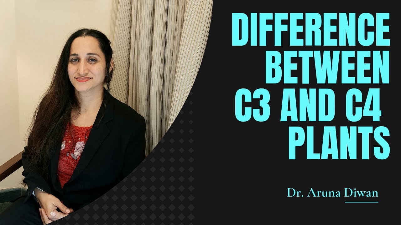 Difference between C3 and C4 plants - YouTube
