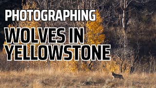I Came to Yellowstone to Find Wolves