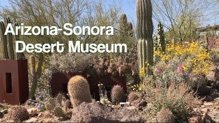 ARIZONA-SONORA DESERT MUSEUM by SitDownPerspective 9,869 views 7 years ago 10 minutes, 50 seconds